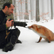 Illustration for article titled These Awesome Photos of a Fox Will Make You Go Aaaaawwwww